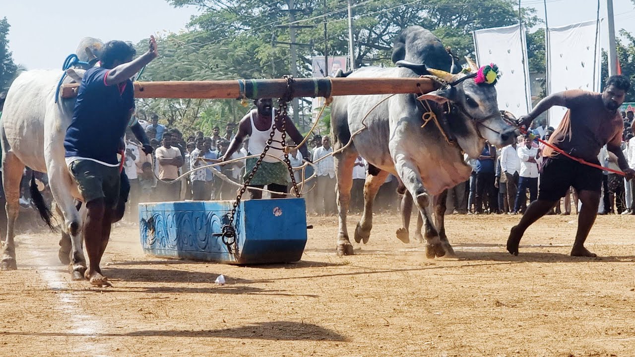 తాడూరు సీనియర్ విభాగం బండలాగుడు పోటీలు 5వ జత జింక మేఘనాథ్ & దాసు గుడికల్