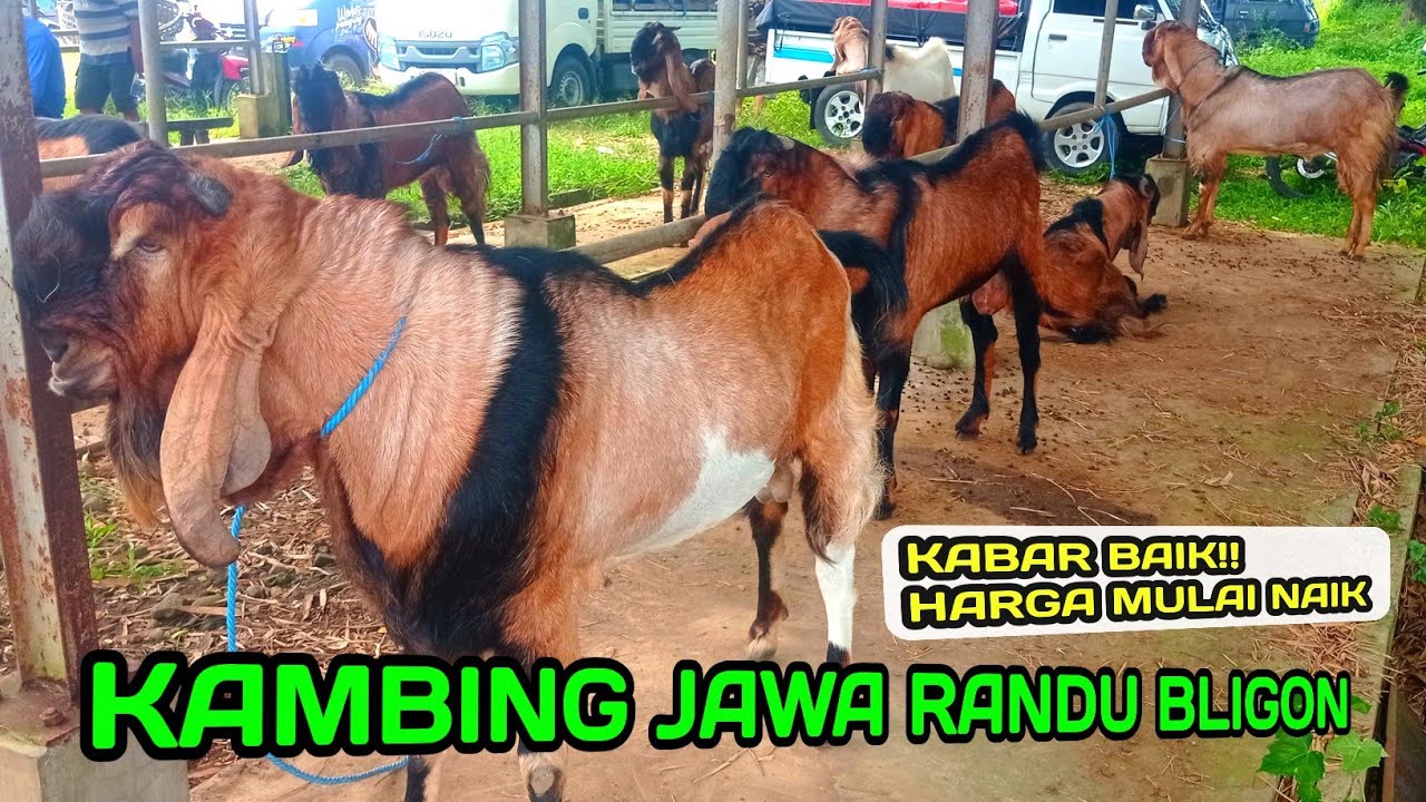 KABAR BAIK‼️HARGA KAMBING JAWA RANDU JANTAN MULAI NAIK PENJUALANNYA