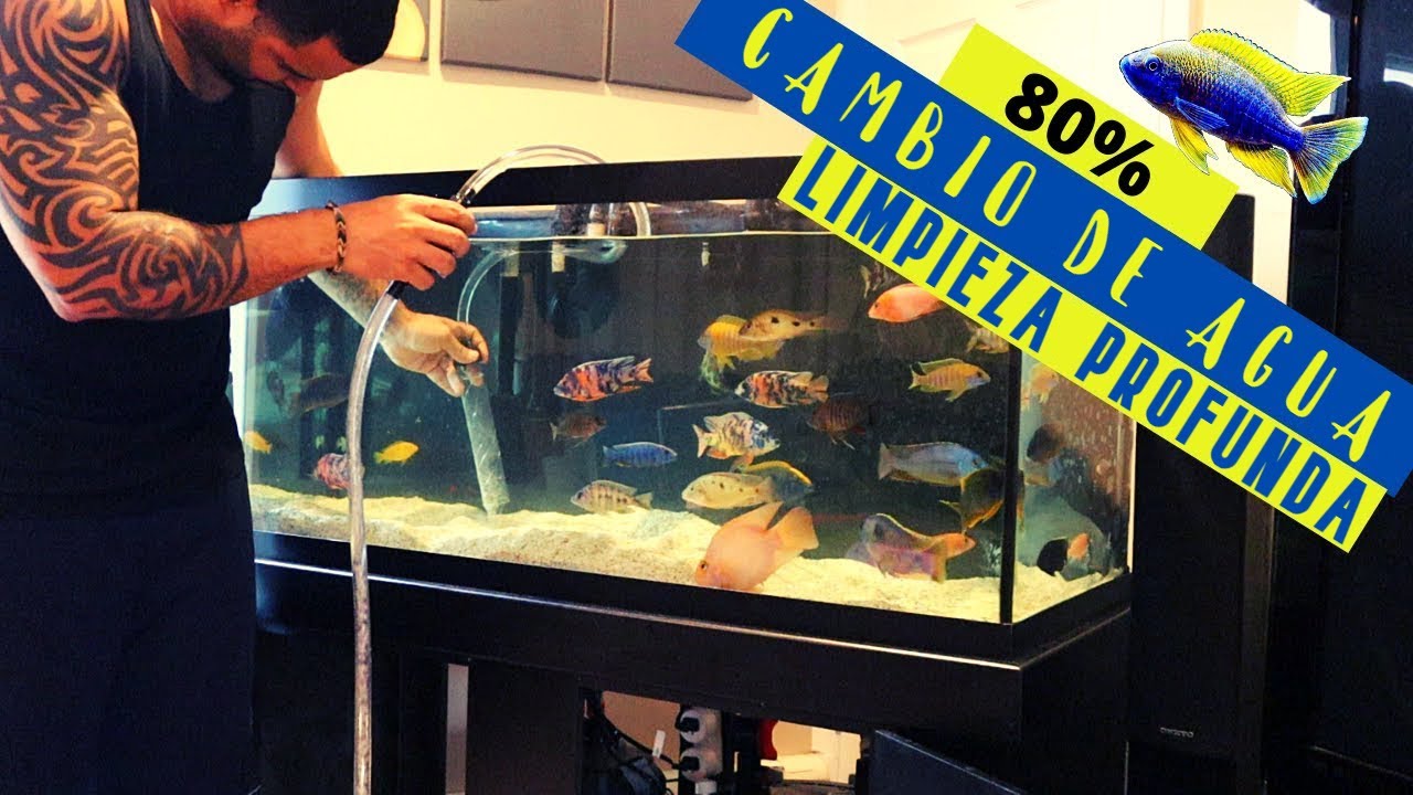 CAMBIO DE AGUA DEL ACUARIO - Sifonado de sustrato y limpieza completa (Cambio del 80%)