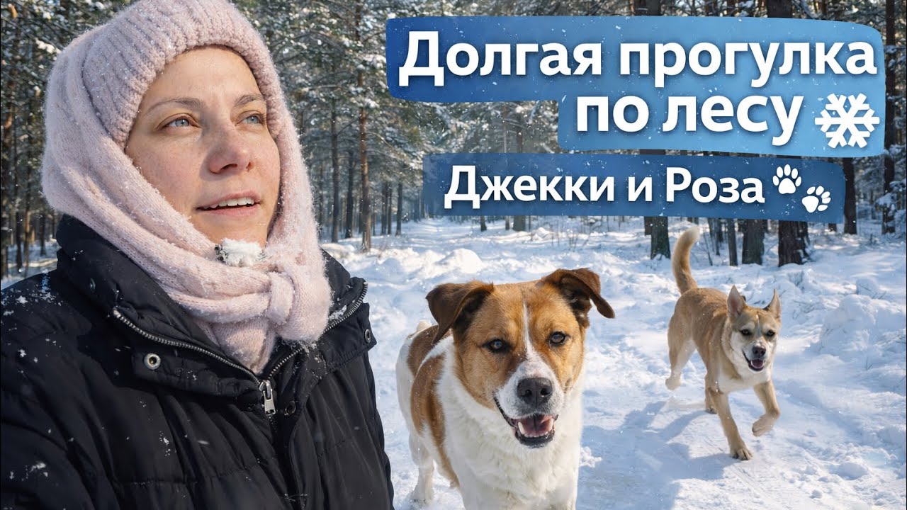 Гуляем и Болтаем по зимнему лесу с собаками.
