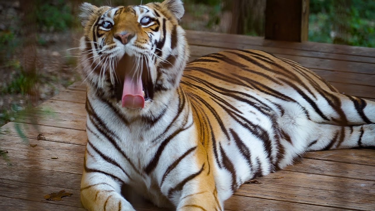 Visiting a TIGER SANCTUARY! (Missouri, USA)