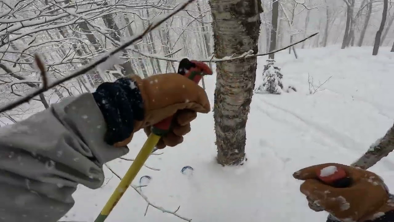 Black Mountain of Maine- Pocwock glade to T- bar Line