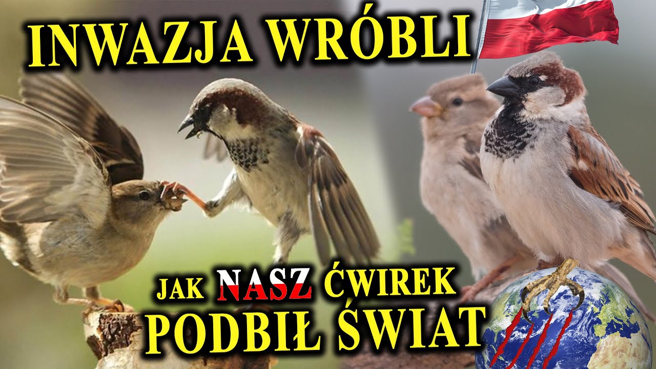 Mały, ale Wariat - Jak Wróbel Podbił Polskę i Świat?