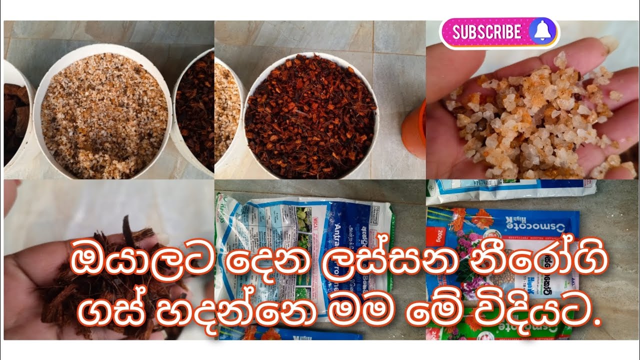 ඔයාලටත් පුලුවන් ලස්සන නීරෝගි ගස් ලස්සනට පිලිවෙලකට හදා ගන්න මේ විදියට.0764090776☎️