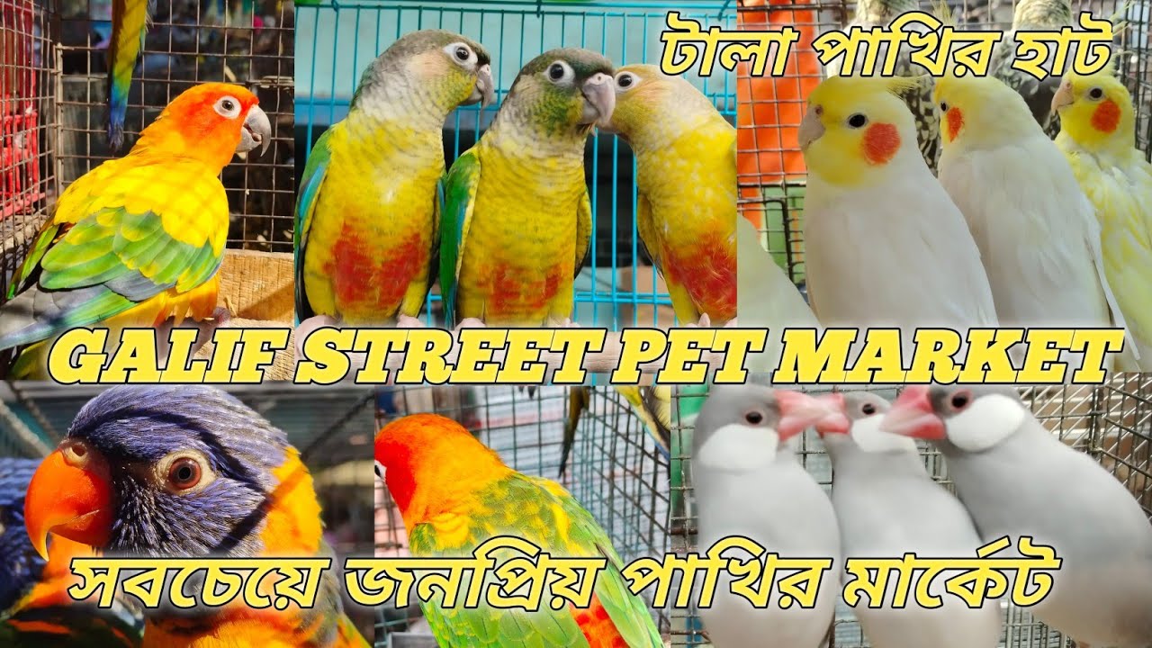 GALIF STREET PET MARKET এশিয়ার সবচেয়ে জনপ্রিয় বিদেশী পাখির মার্কেট কলকাতা টালা পাখির হাট 