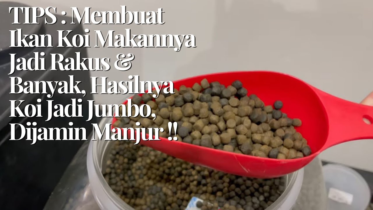 TIPS : Membuat Ikan Koi Makannya Jadi Rakus & Banyak, Hasilnya Koi Jadi Jumbo, Dijamin Manjur !! 