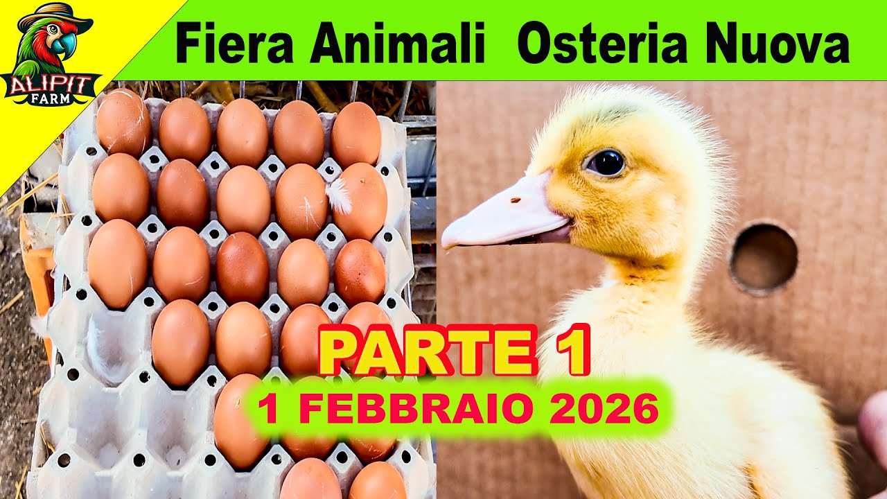 Fiera Animali Osteria Nuova 2026 Galline, Conigli, pappagalli e animali rari  Parte 1 #fieraanimali