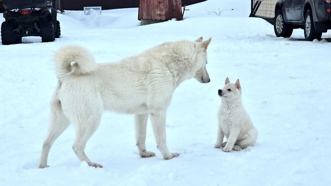 Злата с щенком 