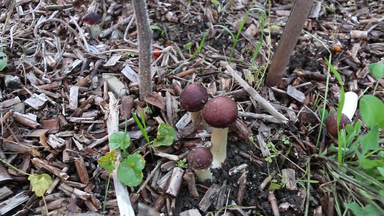 Propagation de champignons comestibles ( Stropharia rugoso-annulata) dans les planches.