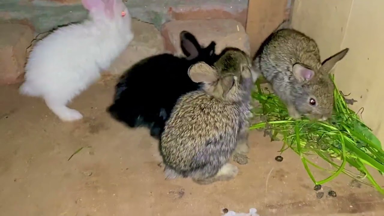 Sari female Rabbit 🐇 k bachy Algh kar dey 