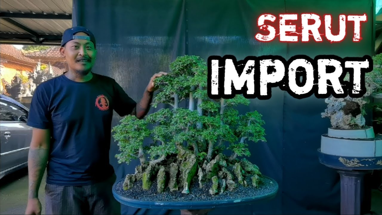 RESTORASI BONSAI SERUT BERGAYA GROUPING #bonsaiindonesia #bonsaiserut #bonsaielement