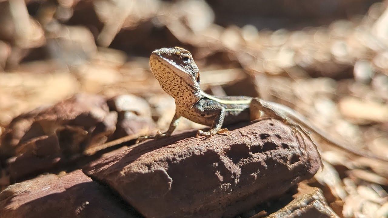 Gilbert the Karijini Dragon