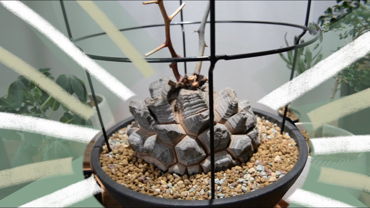 Plant 日記: Repotting, Japandi Style, Dioscorea Elephantipes #南非龜甲龍 #室內植物