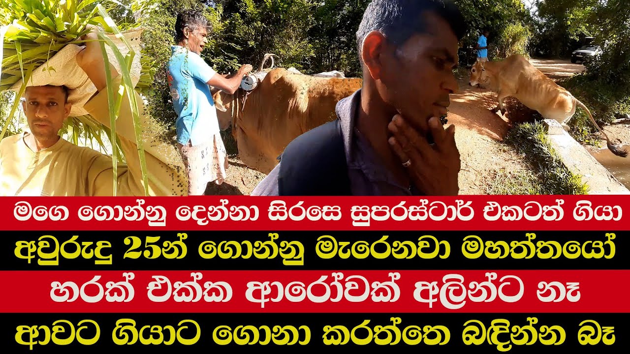 මගෙ ගොන්නු දෙන්නා සිරසෙ  සුපරස්ටාර් එකටත් ගියා | අවුරුදු 25න් ගොන්නු මැරෙනවා මහත්තයෝ