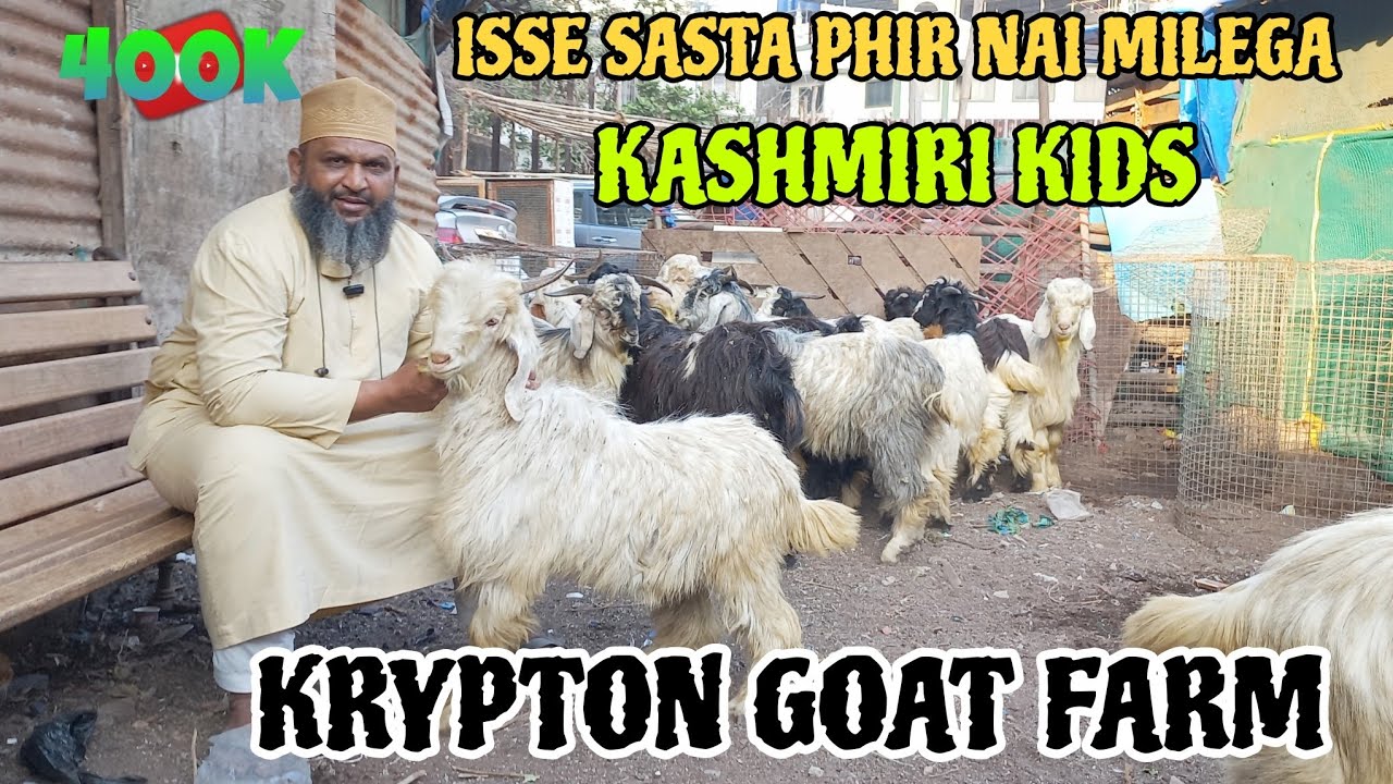 Saste Maine Nayab Quality Kashmiri  Kids Aagye At Krypton Goat Farm Mumbai