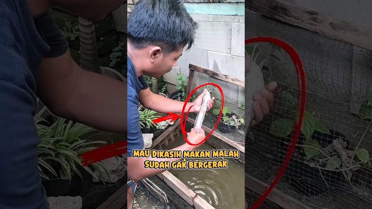 MAU DIKASIH MAKAN IKAN LELE JUMBOKU MALAH GAK BERGERAK