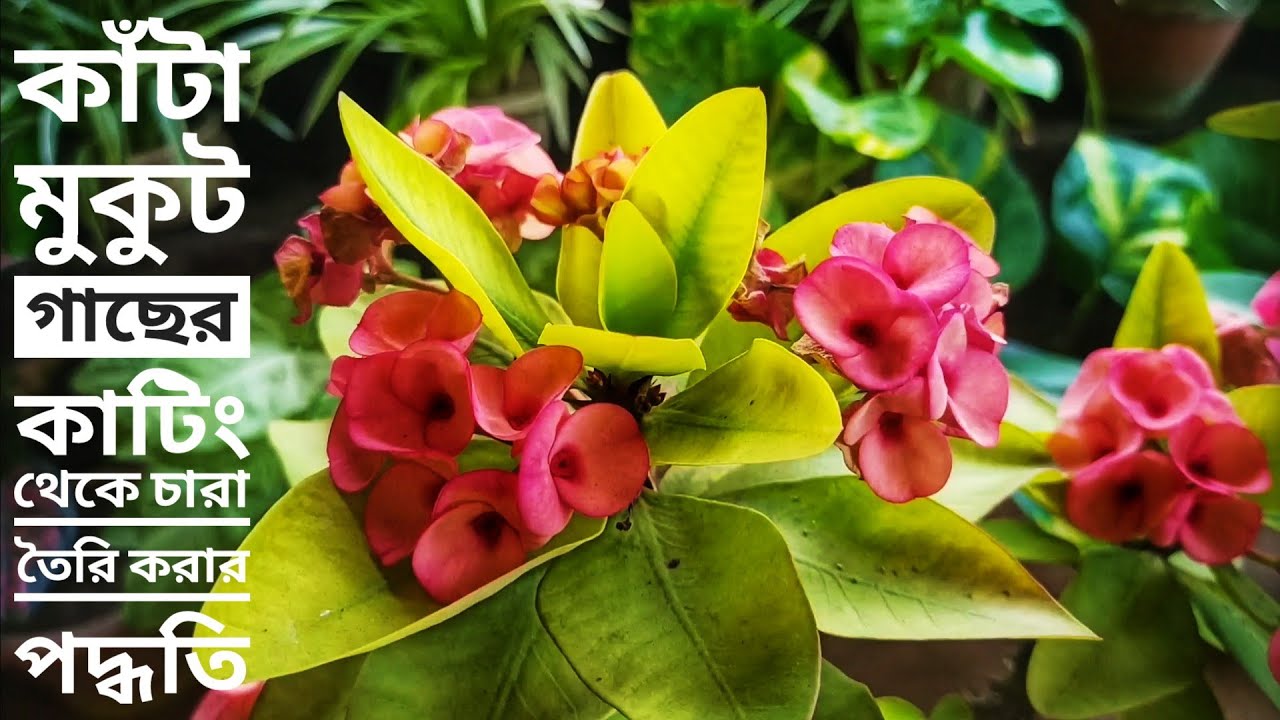 কাঁটা মুকুট (Red Crown of Thorns) গাছের কাটিং থেকে চারা তৈরি করার পদ্ধতি | ছাদ বাগান