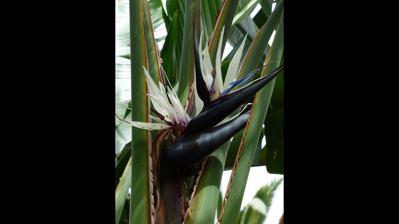 Tropical bird of paradise blooming in the winter. 🌺 