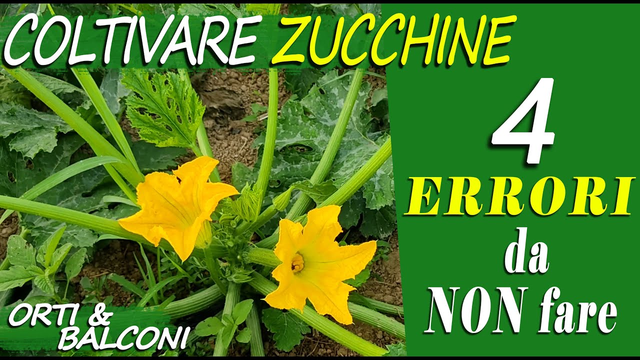 COLTIVARE ZUCCHINE | 4 ERRORI da NON fare per avere RACCOLTI ABBONDANTI