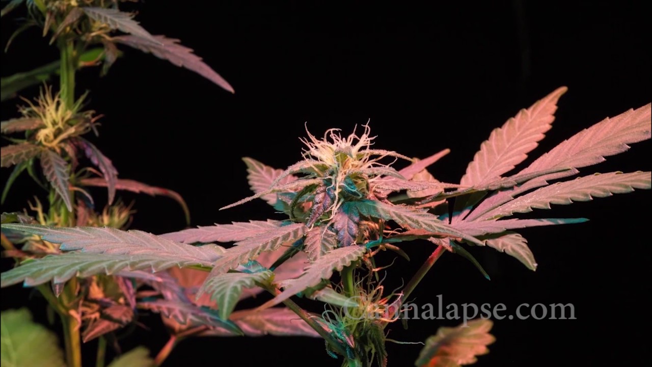 Ca Jillybean Preflower Moco 1