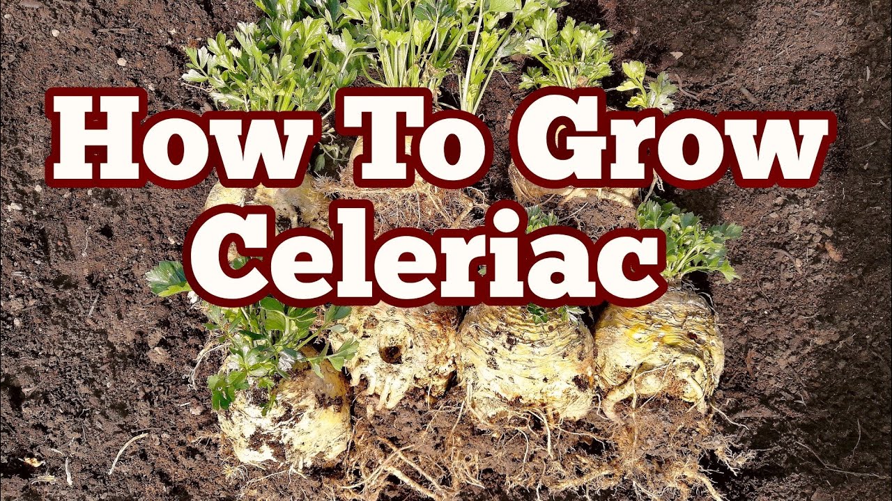 How To Grow Celeriac/ The Movie/ No Dig Organic Natural Allotment Garden And Polytunnel