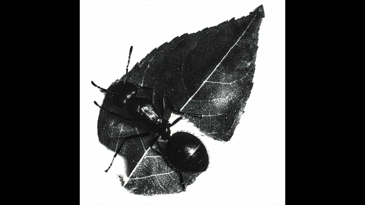Gazzelle - Foglie