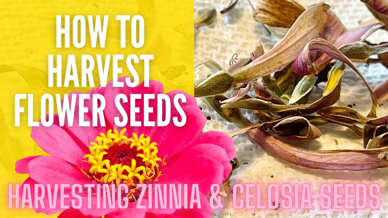 Harvesting & Saving Seeds 🌱 || How To Save Seeds || Seed Hacks || Cut Flower Garden