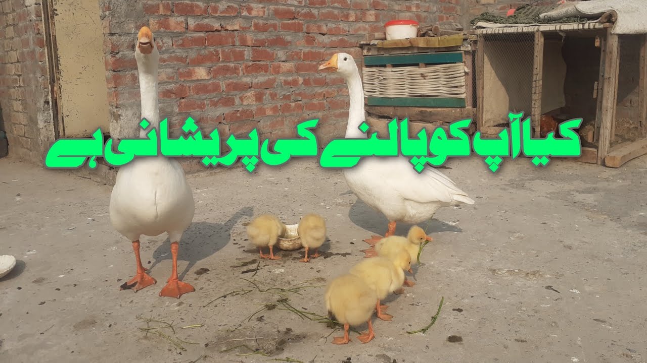 How to Anss Raj Birds Big Duck K Fayaid Ghar Palne Ka Tareeka 