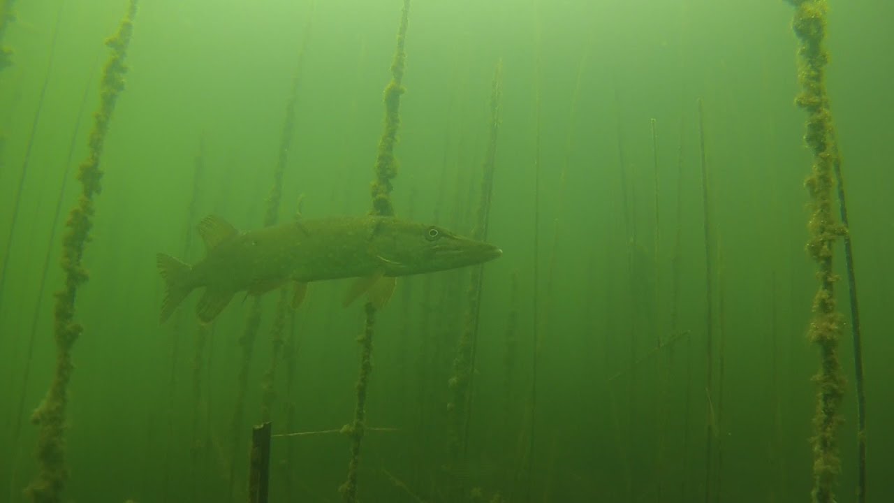 grosser Kronsee ( Lychen )