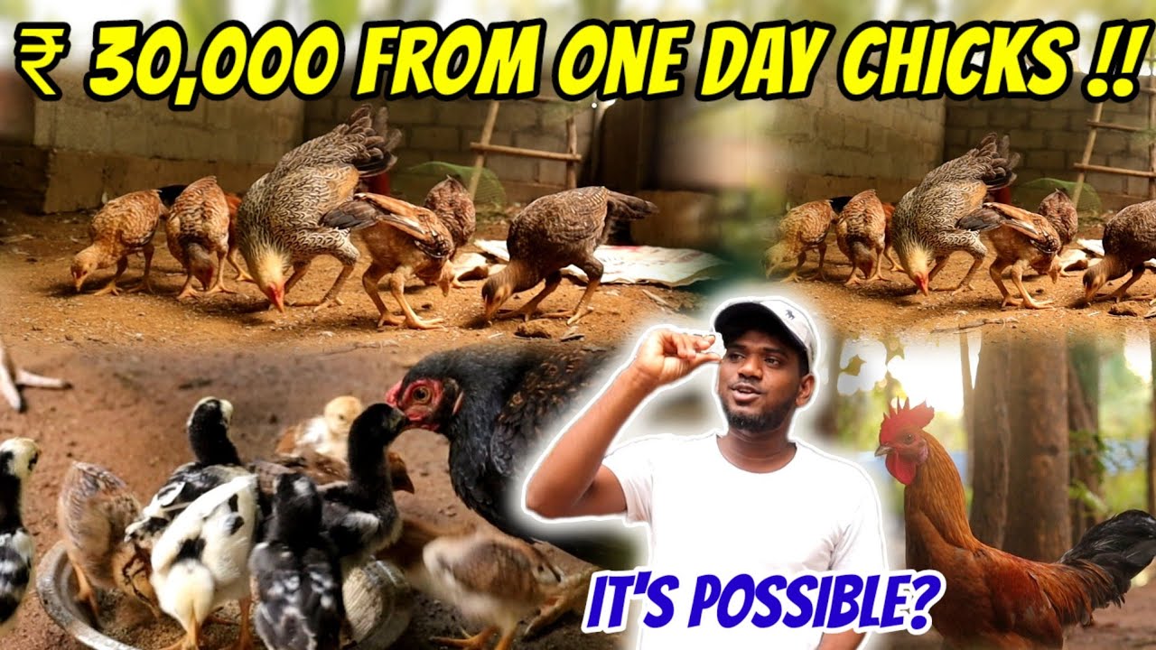 💥🐓 Monthly ₹ 30,000 From One day Chicks | it's Possible | Let's We Try?