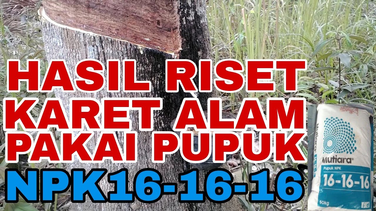 HASIL RISHET KARET ALAM SETELAH RUTIN PENYEMPROTAN AKAR DAN BATANG MEMAKAI NPK 16-16-16