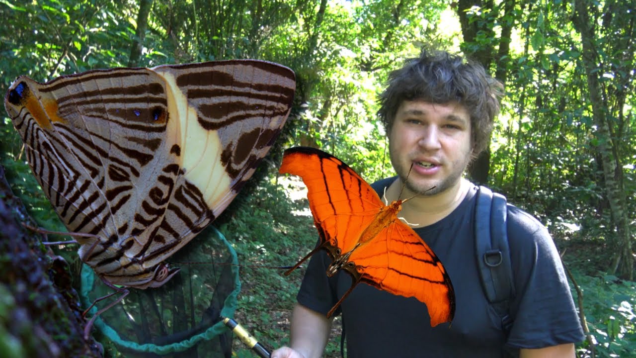 Butterfly SPOTTING with Bart Coppens in: REGUA Brazil (Brown trail)! Butterflies in NatureVlogs