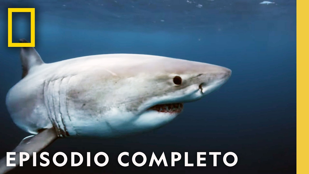 Los Tiburones M&aacute;s Peligrosos del Mundo: &iexcl;Desc&uacute;brelos! | Nat Geo en Espa&ntilde;ol