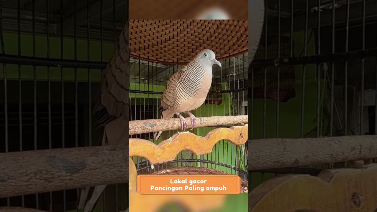 Zebra Dove call Perkutut Lokal Gacor Suara Topcer Pancingan Paling Ampuh  #perkututgacor #birds