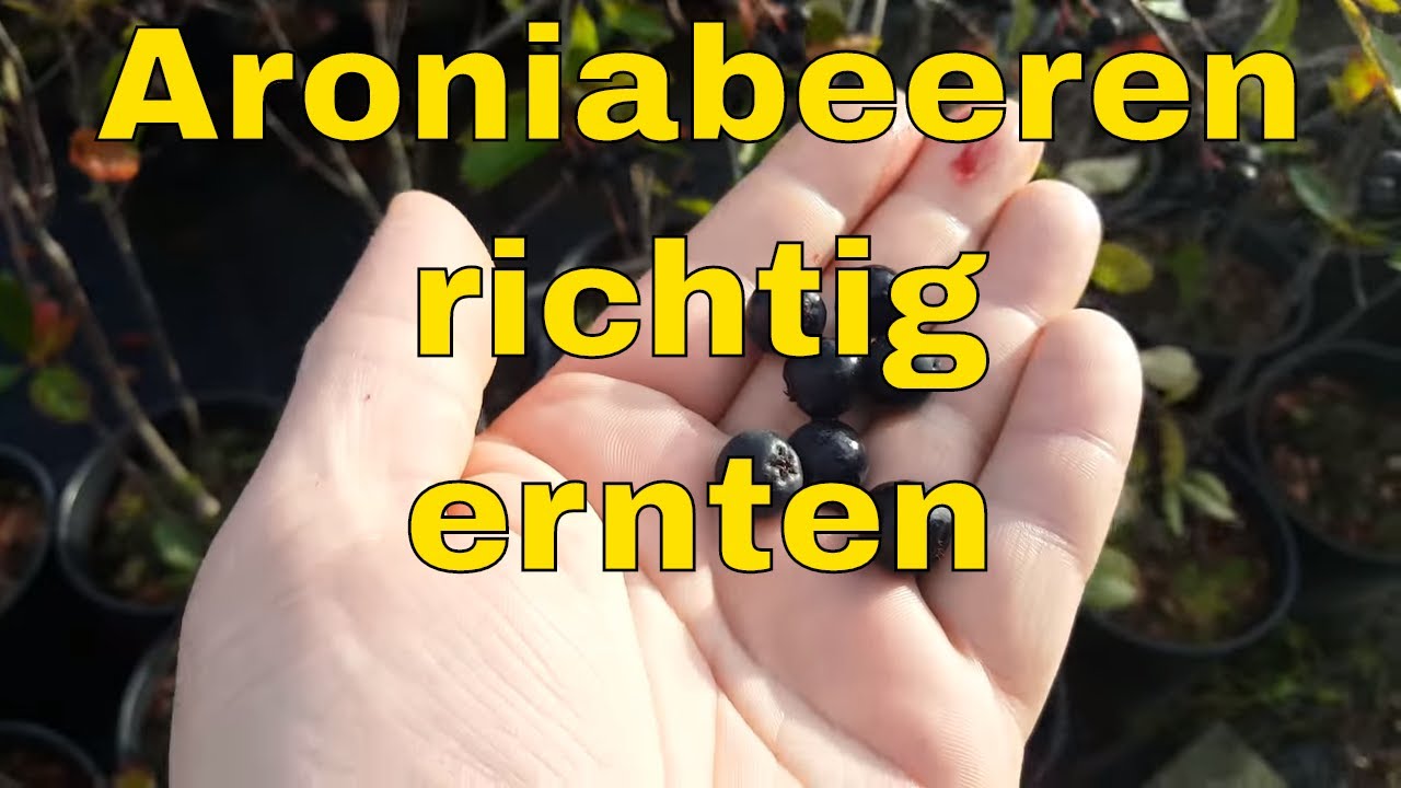 Aroniabeeren richtig ernten mit Stiel oder besser ohne So ernten Sie Aroniabeeren richtig