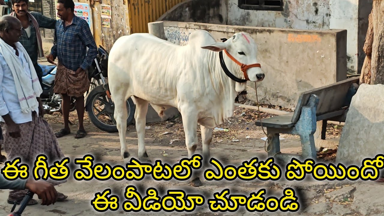 ఈ దూడని అక్షరాల 93000 వేలం పాటలో కొనుగోలు చేయడం జరిగింది ఎద్దుల గోపాల్ రెడ్డి గారు నాగర్ కర్నూల్ 
