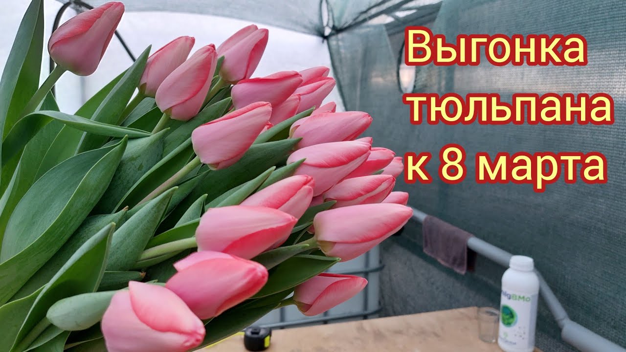 Сорт тюльпана Баре Альта!