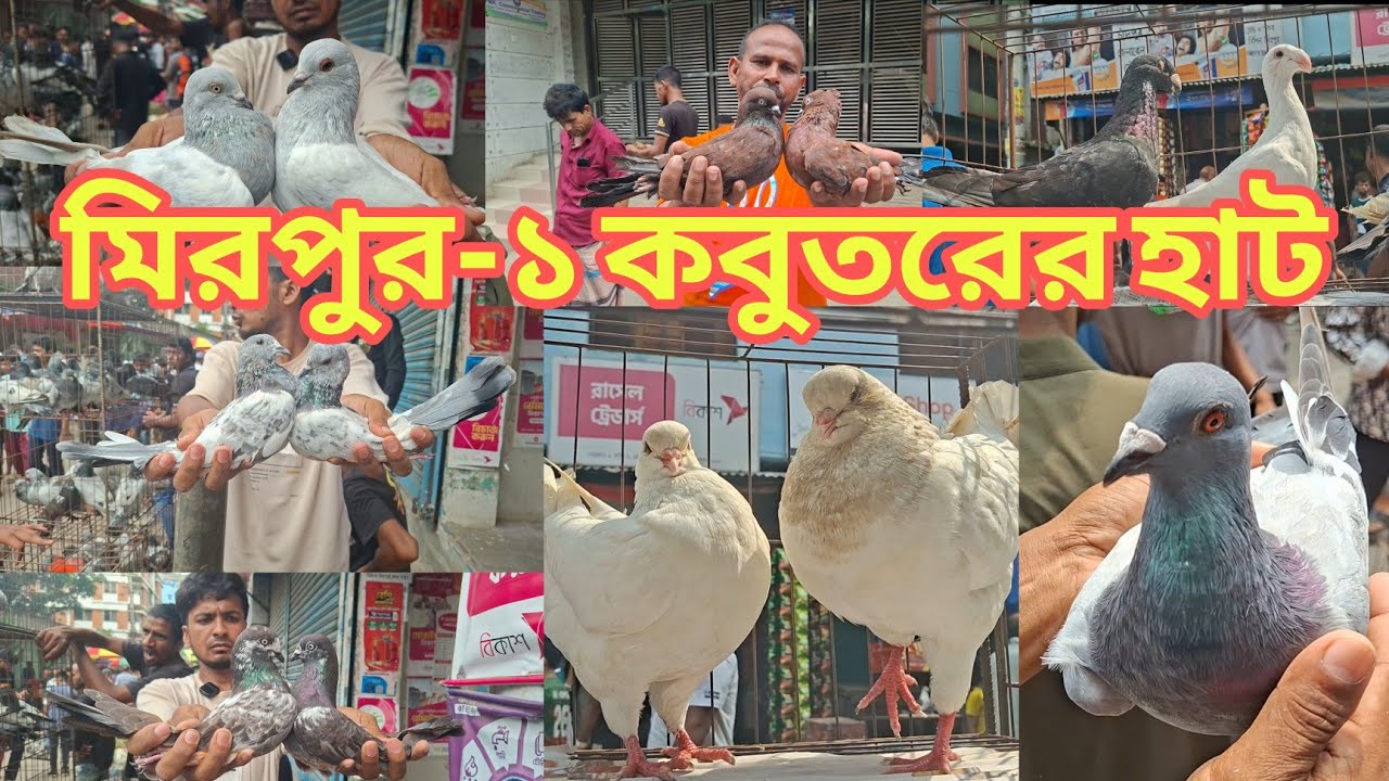 মিরপুর ১ কবুতরের হাট ২০২৫। মিরপুরের হাটে চোখ ধাঁধানো সব কালেকশন। Kobotor hat 2025