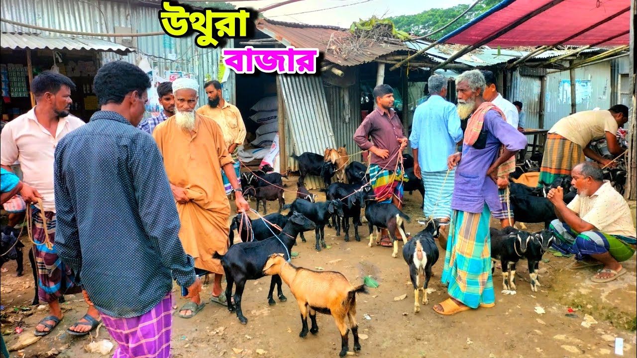 দেশি ছাগলের জন্য বিখ্যাত হাট | goat market in Bangladesh Mymensingh 