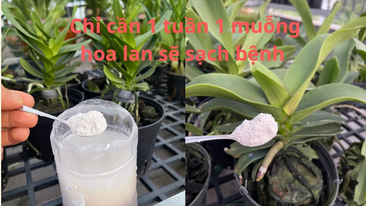 Phòng bệnh cho lan bằng nước vôi trong và cách tưới nước vôi cho hoa lan.
