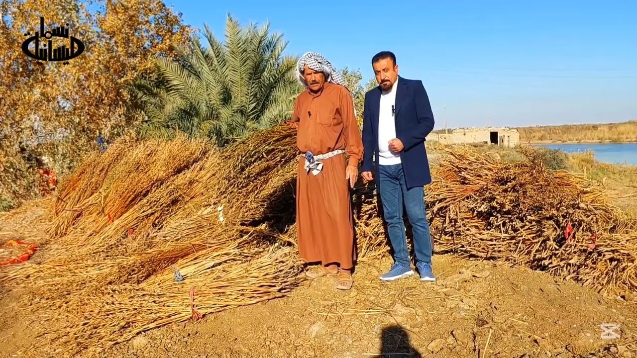عملية زراعة وأنتاج السمسم للمزارع حميد حجي خلف في جنوب العراق 🇮🇶