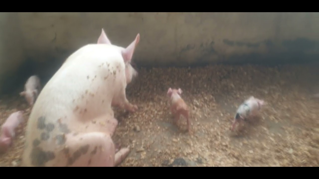 Good mother with 11 piglets at 1st birth.