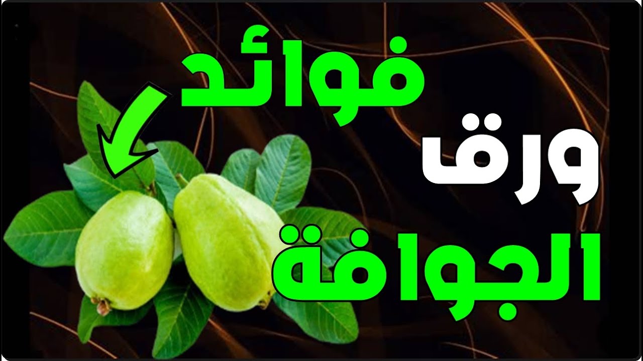 فوائد ورق الجوافة - اليك ماذا يفعل ورق الجوافة فى الجسم والامراض التى يمنعها رائعة