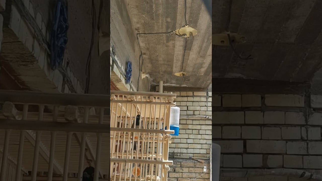 طيارات بلبل كطعه سيحان