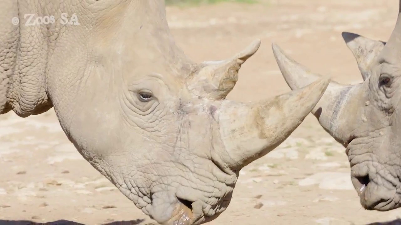 ZooSA and The Australian Rhino Project - Wild Africa