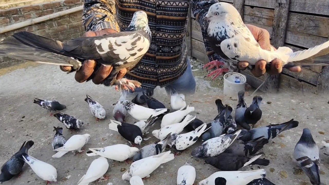 রাজশাহী গিরিবাজ কবুতরের বিশাল খামার | ছাদের উপর হাই ফ্লাইং গিরিবাজ কবুতরের লালন পালন পদ্ধতি | Pigeon