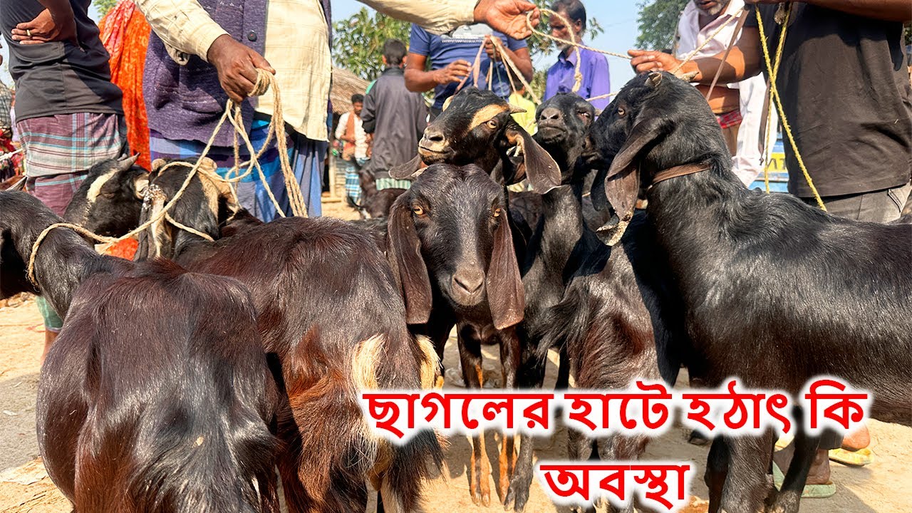ছাগলের হাটে হঠাৎ কি অবস্থা #ছাগলের_হাট #goat #ছগল