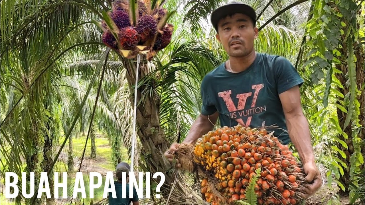 TIDAK MAIN-MAIN JUGA BUAH POKOK PENDEK INI?#video 
