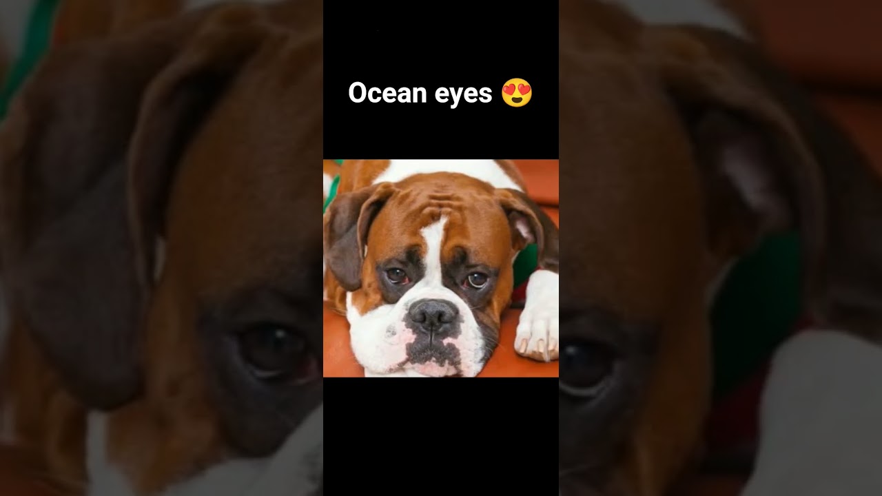 guess my favourite dog breed 🤭. 