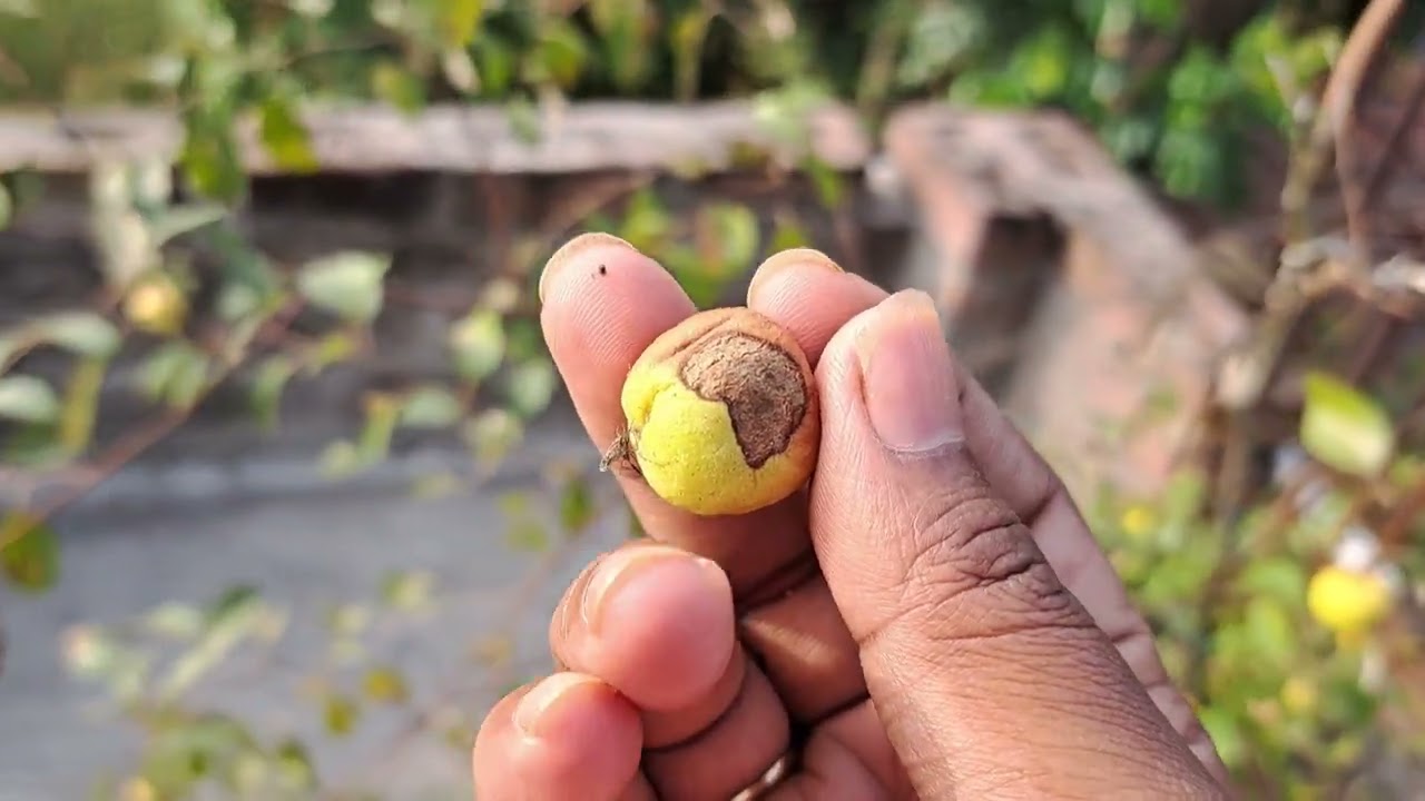 বছরের শেষ দিনে ছাদ বাগানের মিষ্টি কুল হারভেস্ট করলাম। Harvest berries from roof garden#rooftopgarden